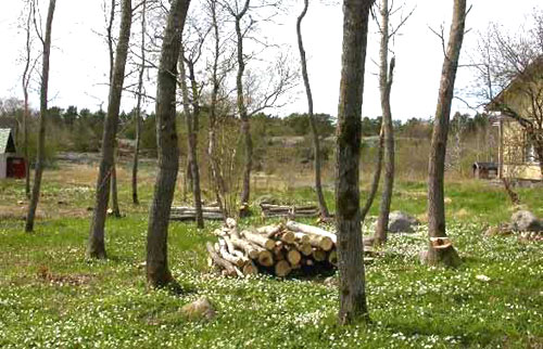 Pic from Berghamn - Hotskär. Many pastures and meadows are getting overgrown and now you need to select the most valuable areas, which are the ones most in need of care.
